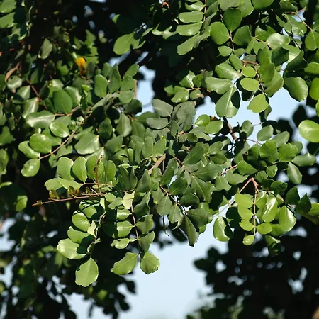 Le Dimore Di Cavalonga 別荘 ラグーザ