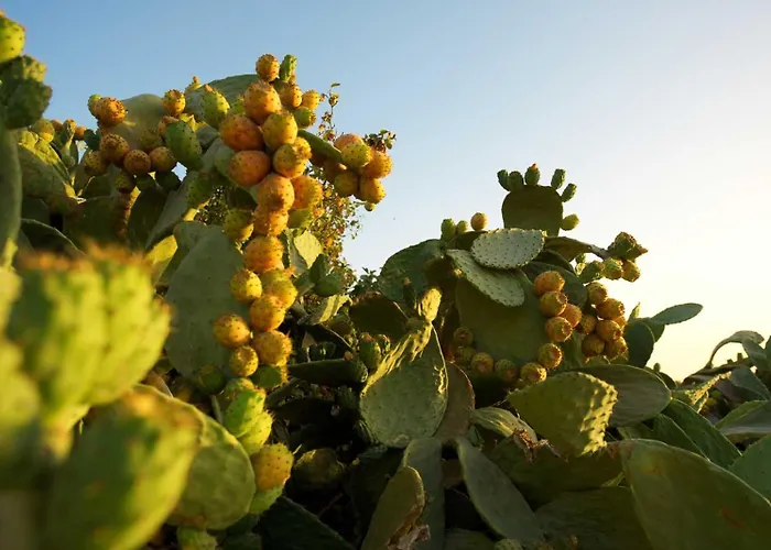 Le Dimore Di Cavalonga